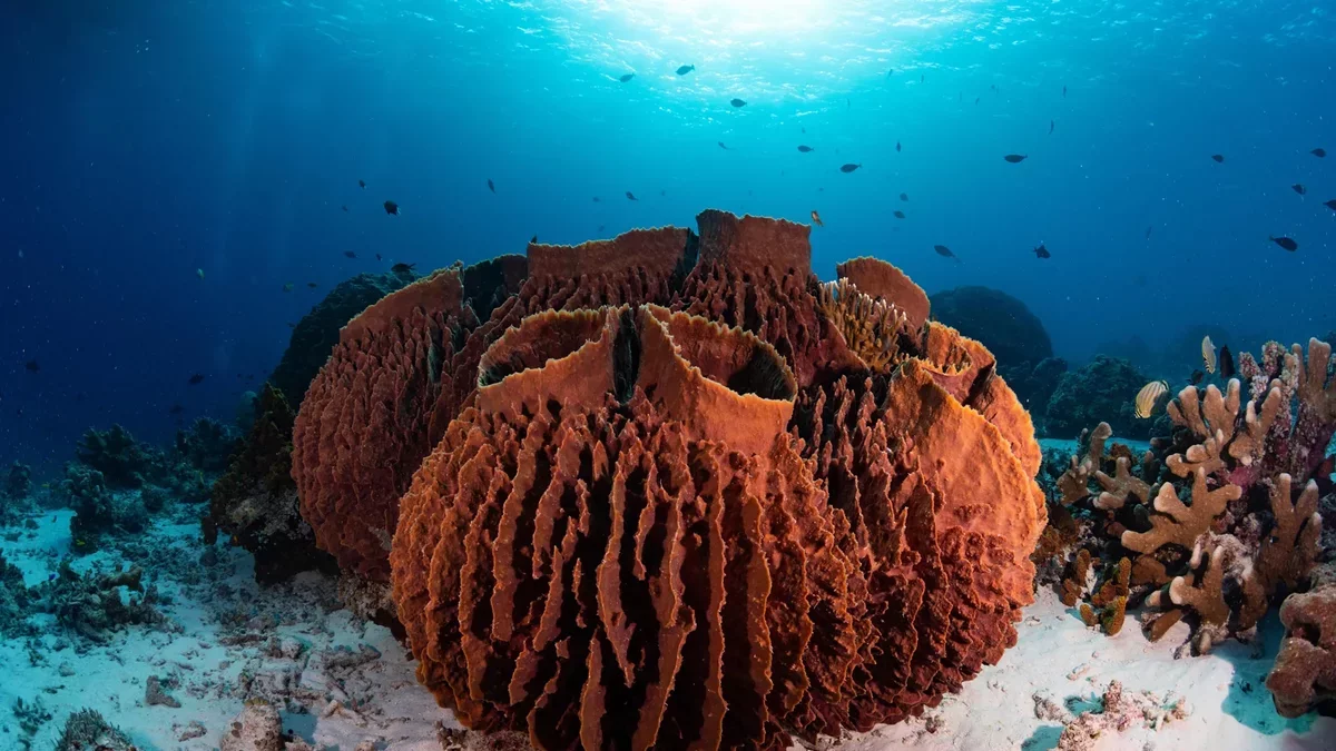 MIT Research Suggests Ancient Sea Sponges Were Earth's First Animals