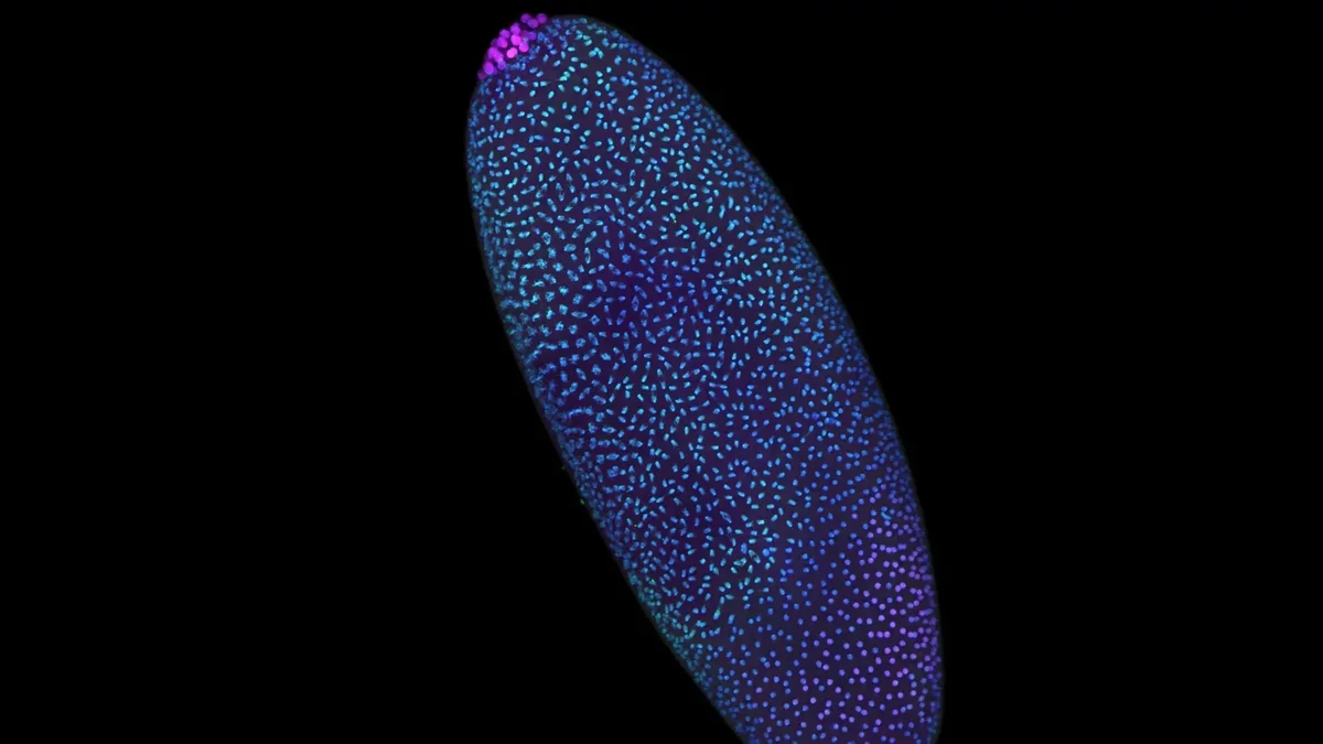 Innovative 3D Mapping Reveals DNA Organization Preceding Life Activation