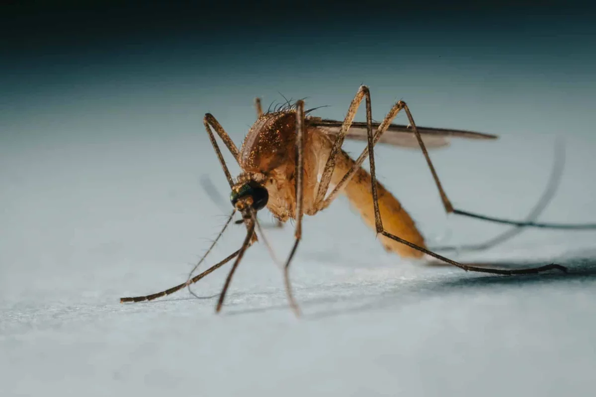 Mosquitoes: A 1.8 Million-Year-Old Rivalry with Humans