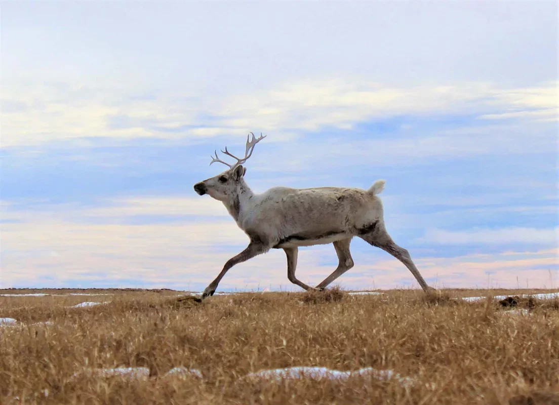 Why Female Caribou Grow Antlers: A Unique Survival Strategy