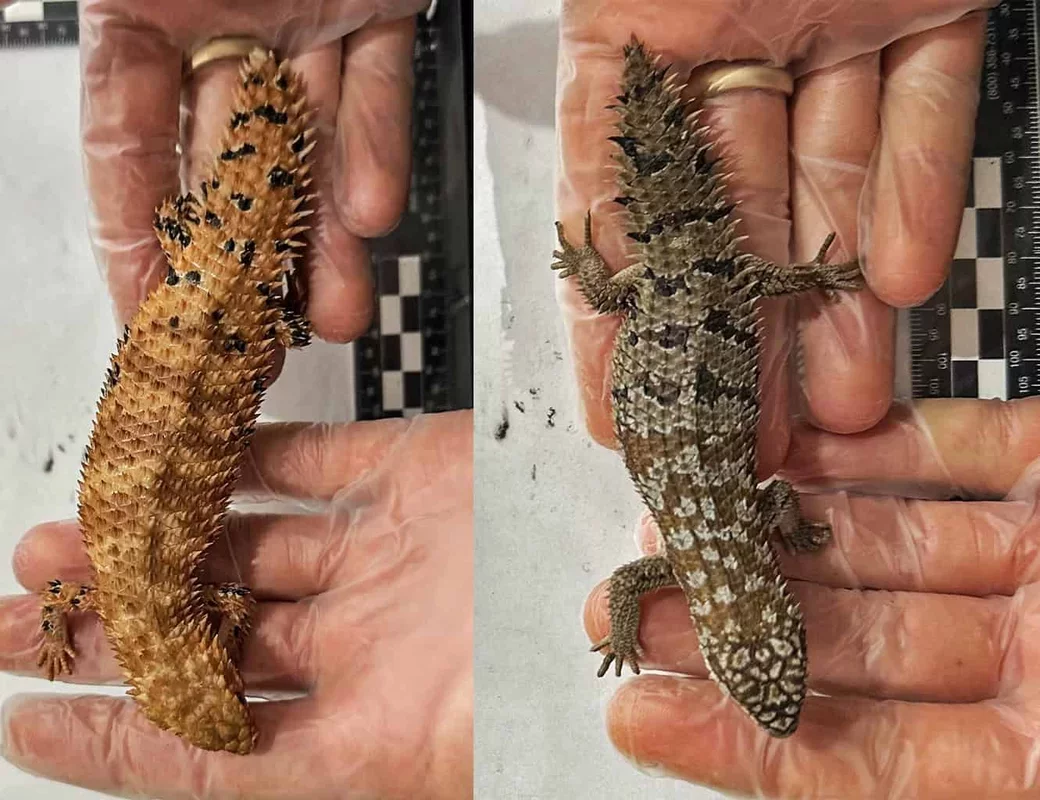 Record Sentence for Australian Wildlife Smuggler: 8 Years for Trafficking Reptiles