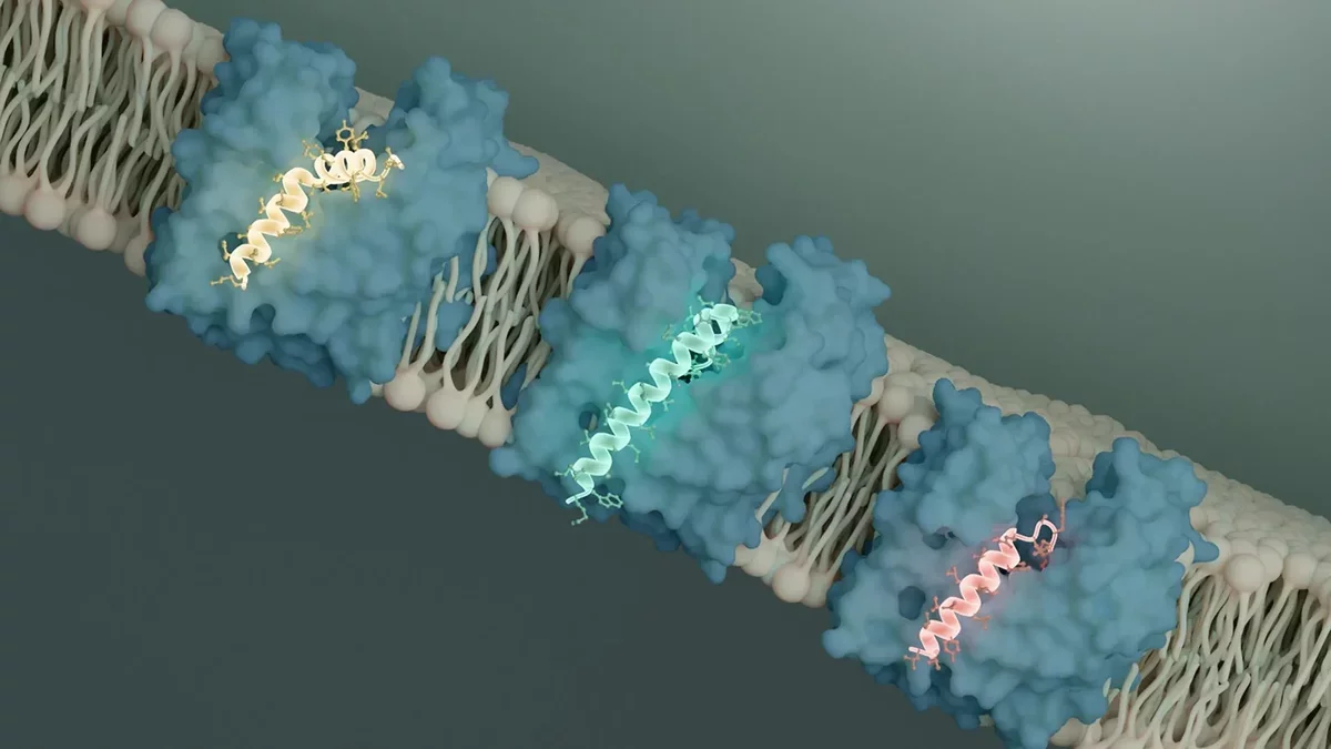 Breakthrough in Antibiotic Research: Scientists Identify Bacterial Weakness
