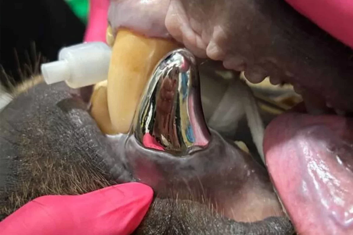 Alaskan Brown Bear Makes History with Largest Dental Crown