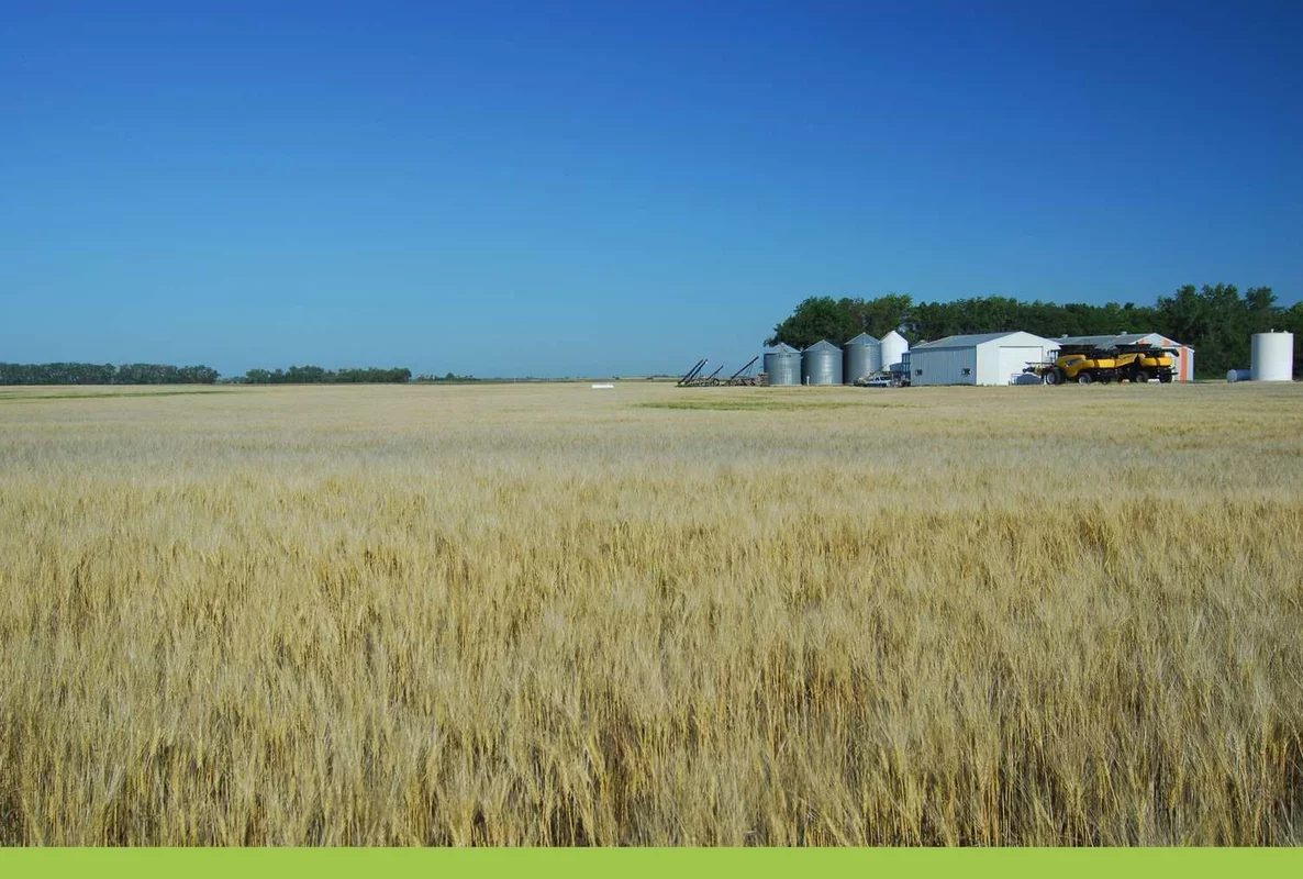 Wheat Futures Rise Amid Drought Concerns and Investor Activity