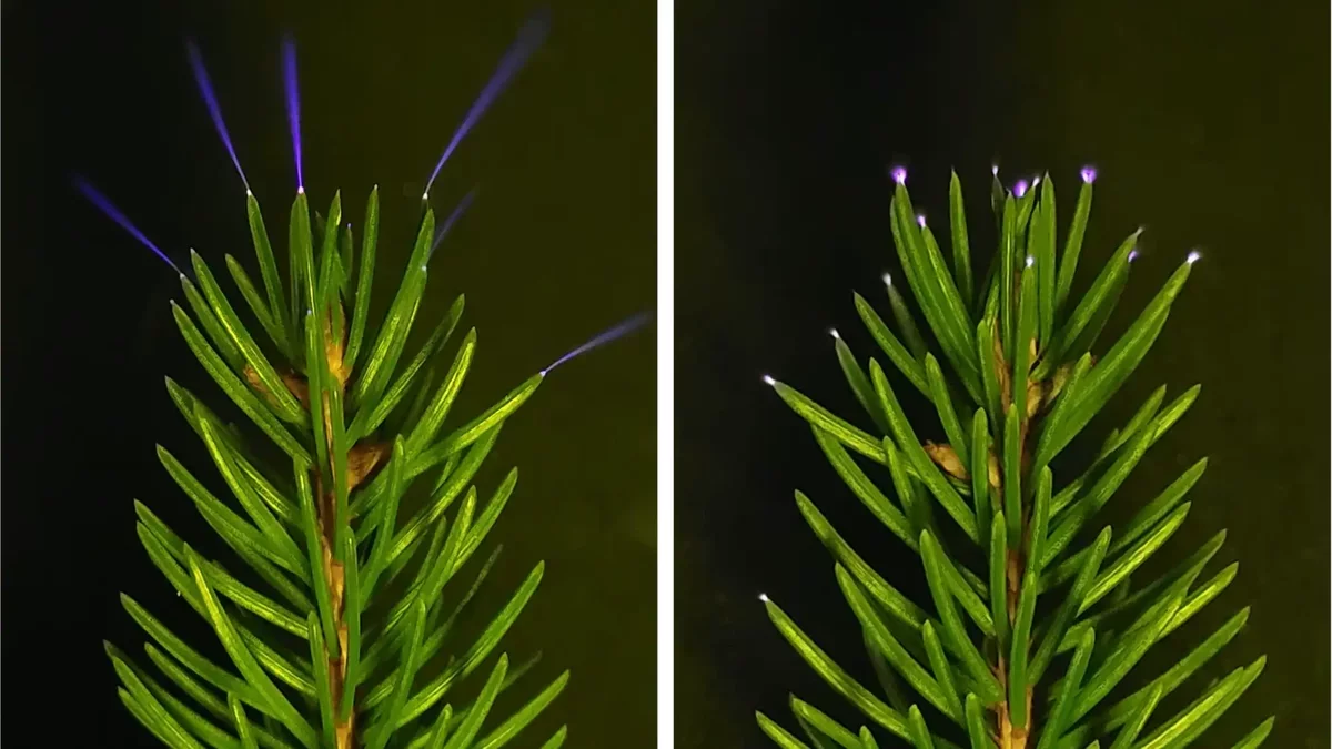 Trees Illuminate with Invisible Blue Electricity During Thunderstorms