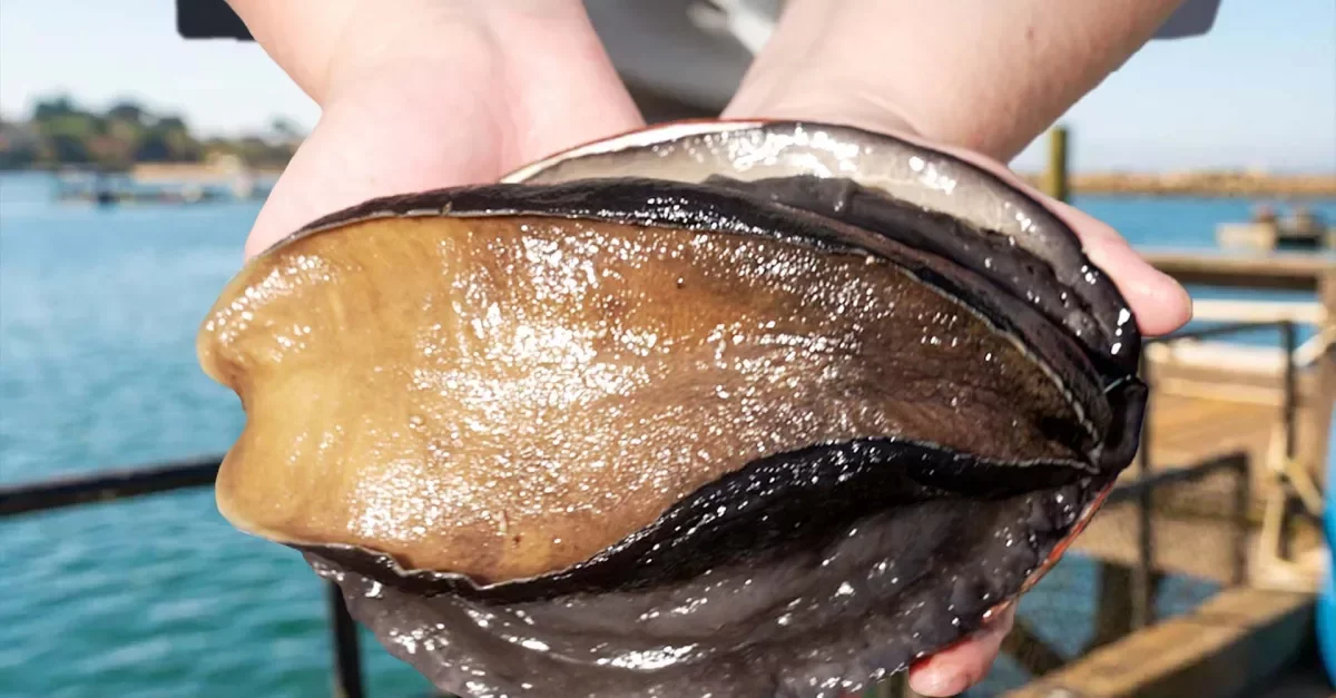 Cultured Abalone Farm: Pioneering the Revival of a Culinary Treasure