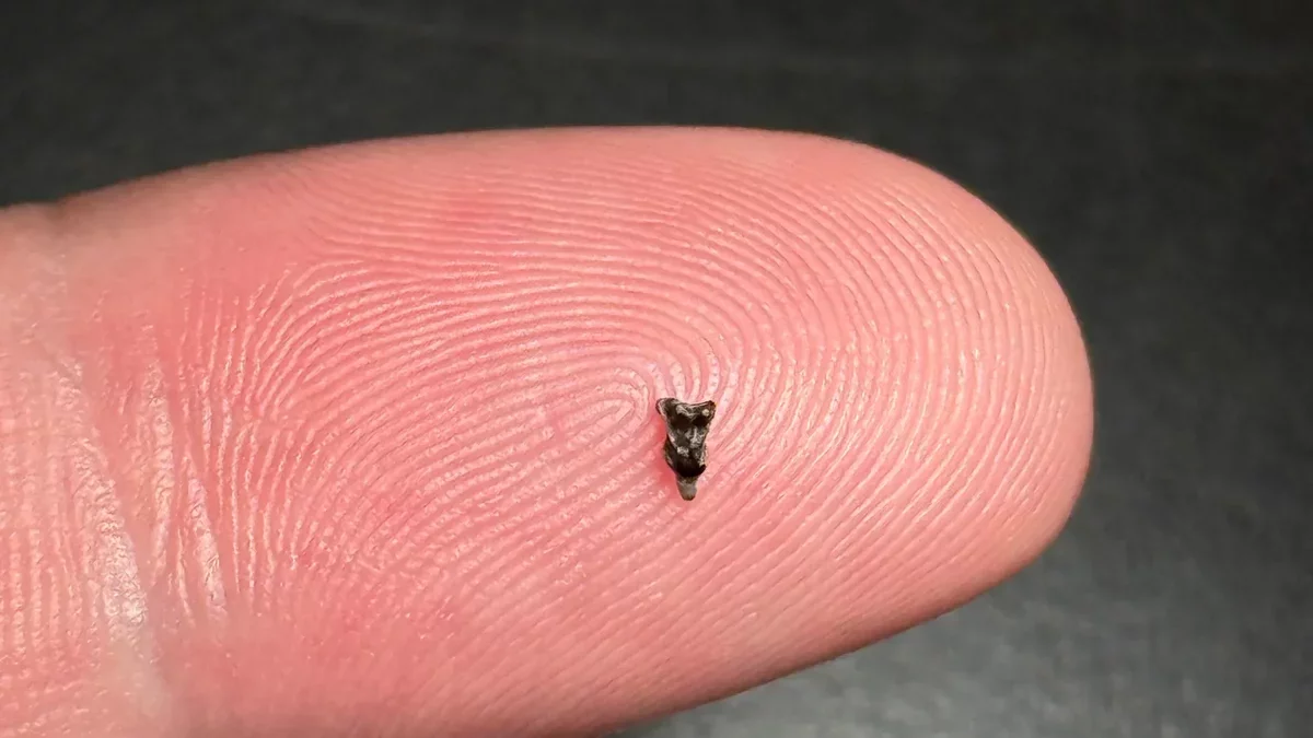 Tiny Fossils Illuminate the Evolution of Primates