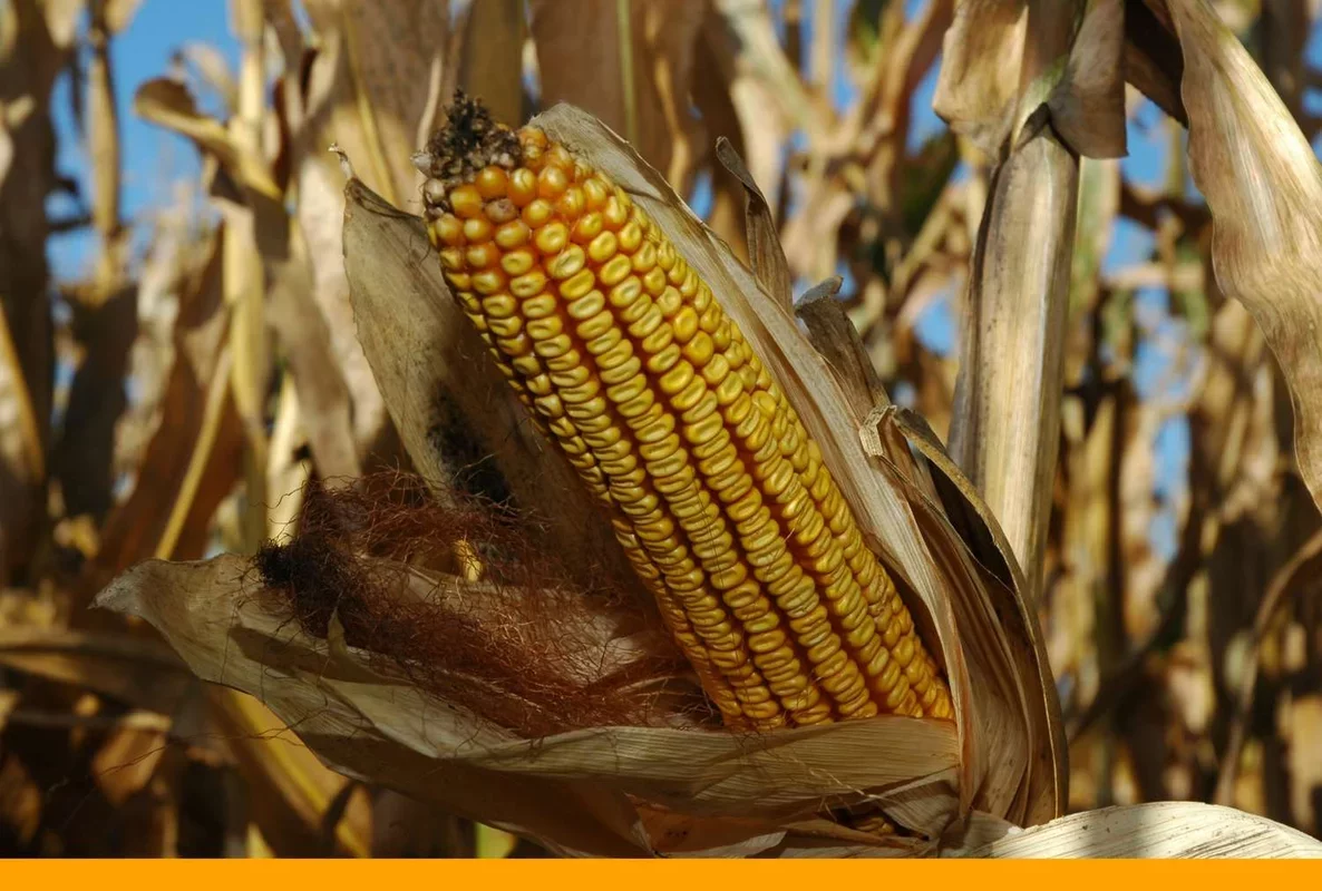 Market Update: Corn and Soybean Futures Rise Amid Positive Export Inspections