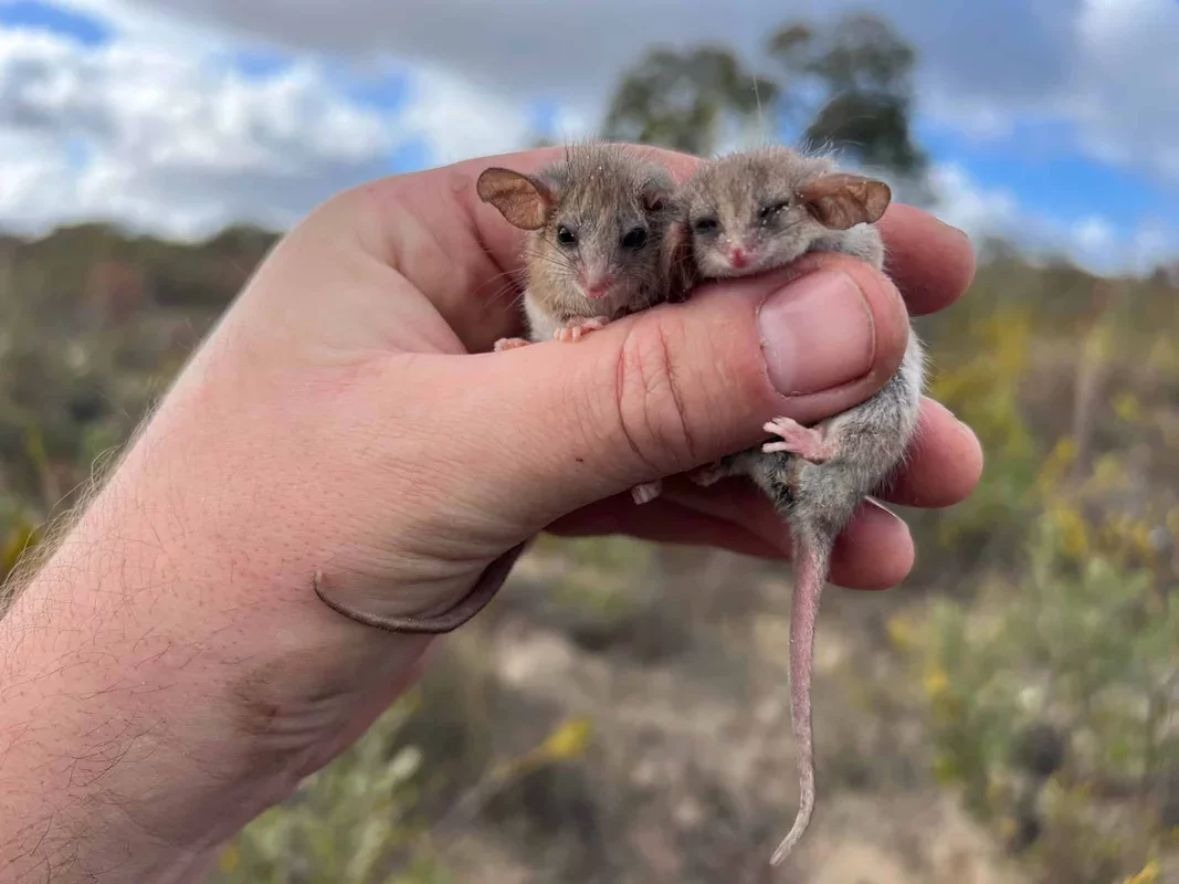 Discovery of the World's Smallest Possum in South Australia