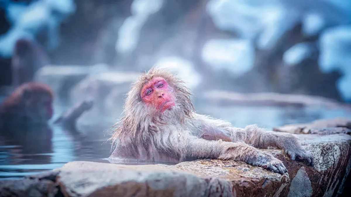The Health Benefits of Snow Monkeys' Hot Spring Baths