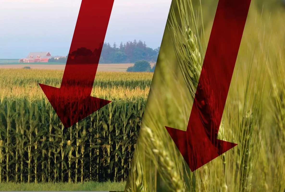 Corn and Wheat Prices Experience Decline This Morning