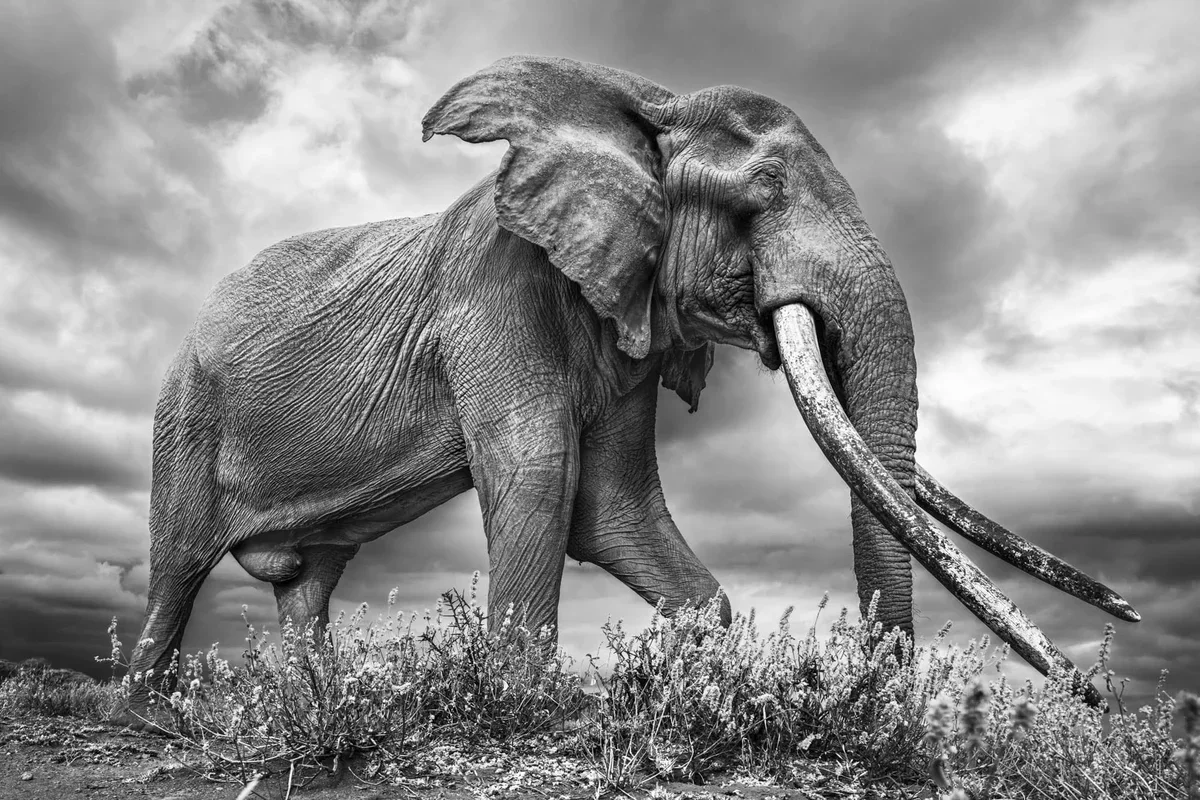 Johan Siggesson Captures Majestic 'Big Tuskers' in Kenya