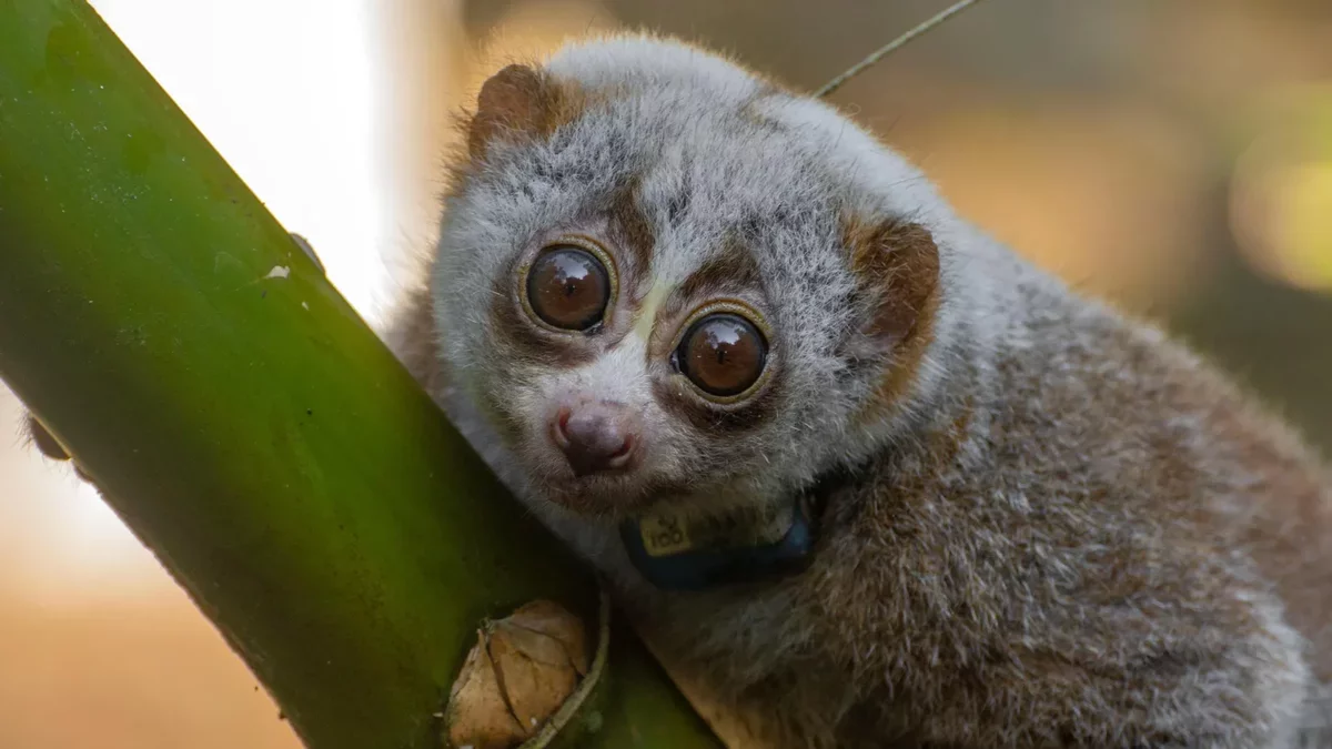 New Insights on the Release of Rescued Slow Lorises