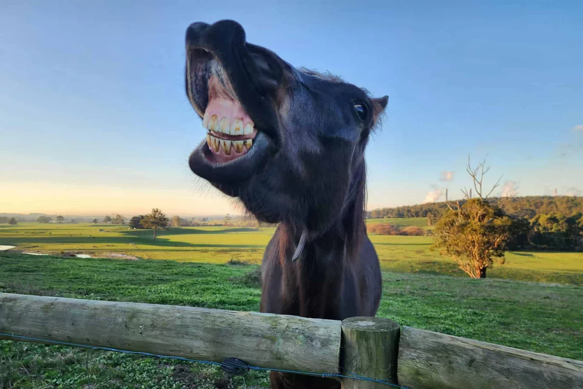 The Fascinating Science Behind a Horse's Unique Whinny