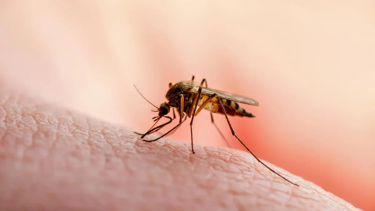 Breakthrough in Malaria Research: Key Protein Discovered