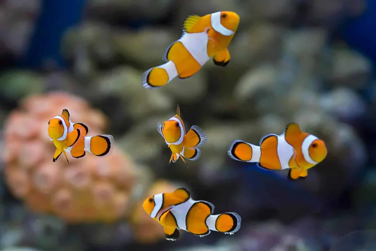 Young Clownfish Adapt Their Appearance to Social Dynamics