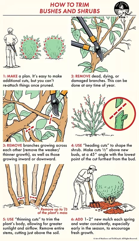 Essential Tips for Pruning Bushes and Shrubs