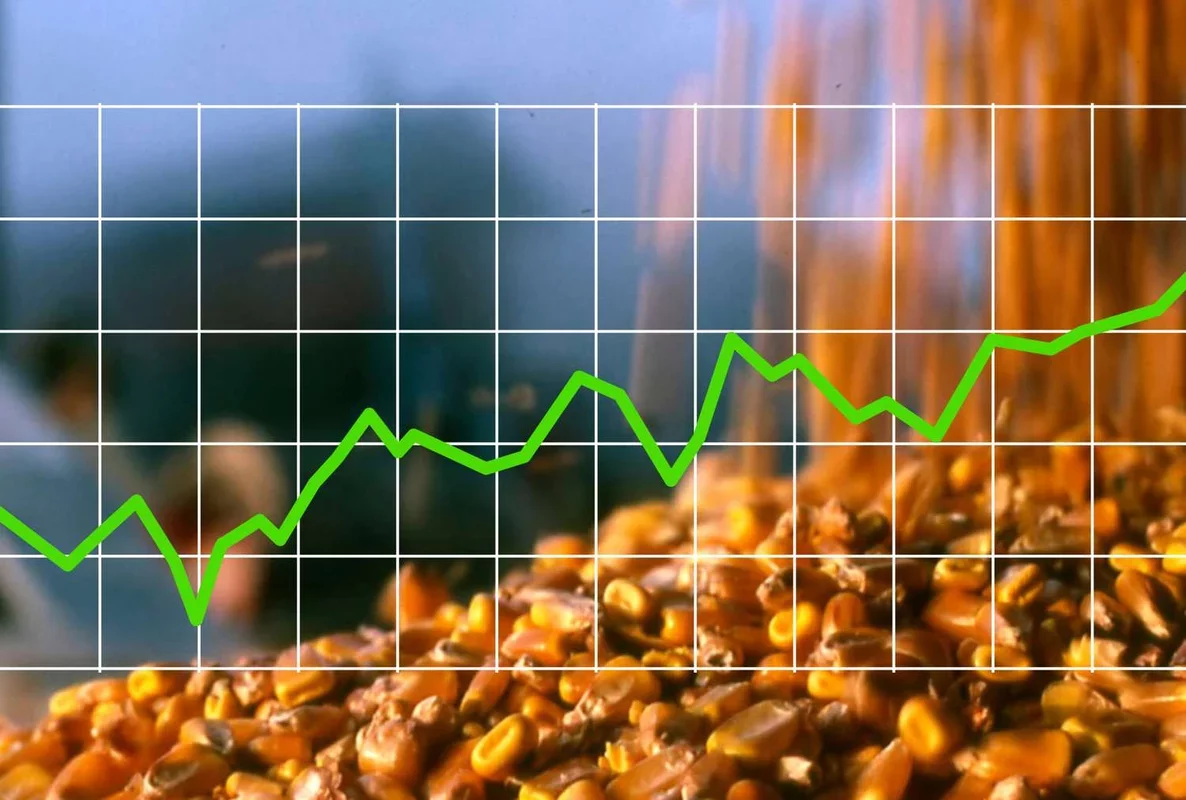 Grain Prices Surge as Corn and Soybeans Rise
