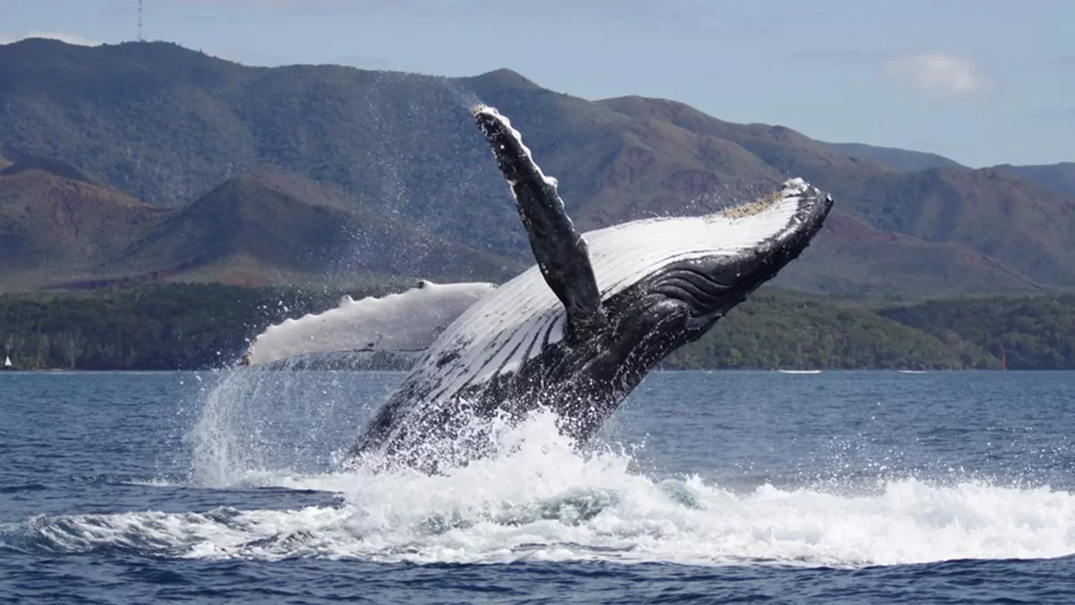 The Evolving Dynamics of Humpback Whale Fatherhood
