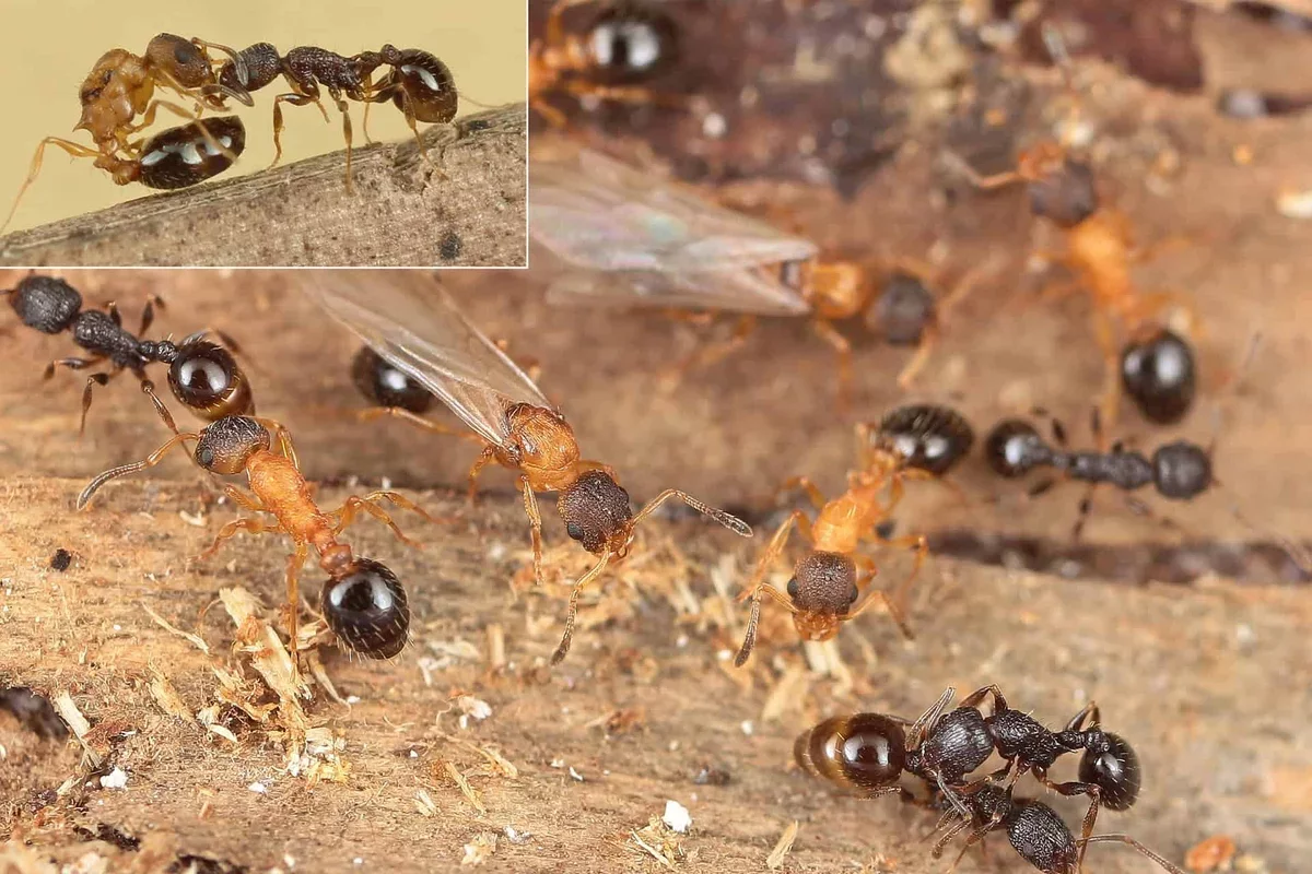Unique Japanese Ant Species Consists Entirely of Queens