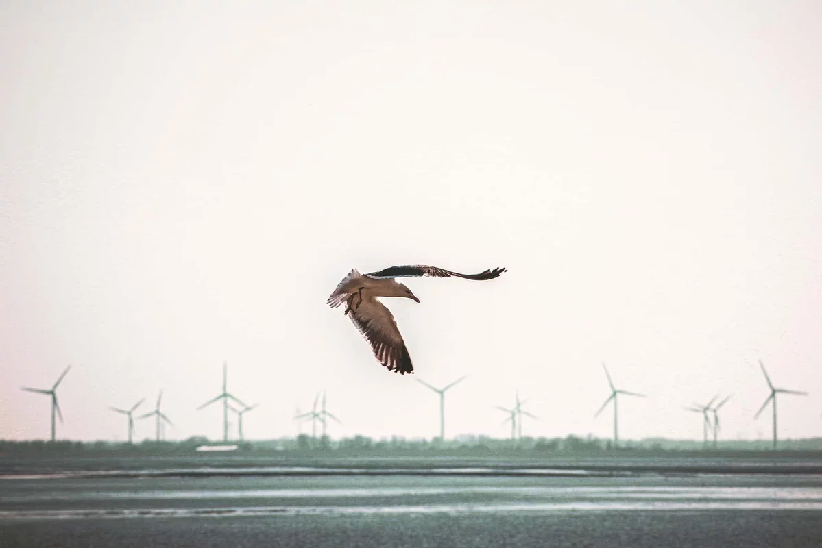 Rethinking Bird Mortality: Wind Turbines vs. Urban Threats