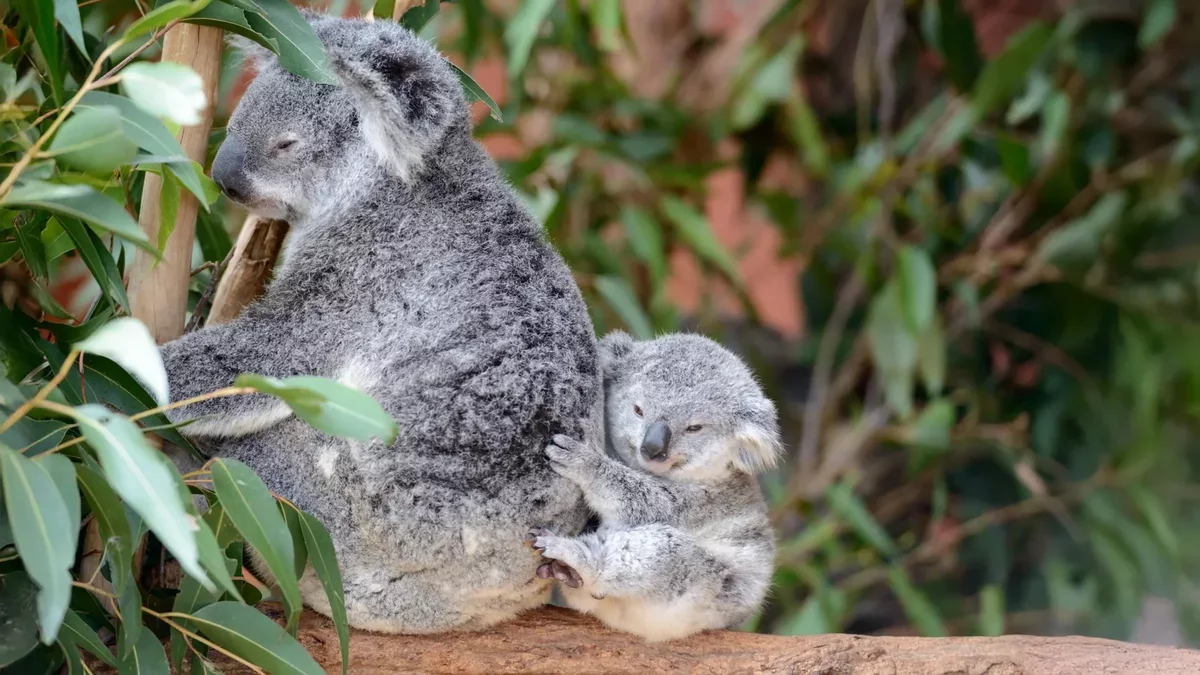 Koalas Show Signs of Genetic Recovery After Population Decline