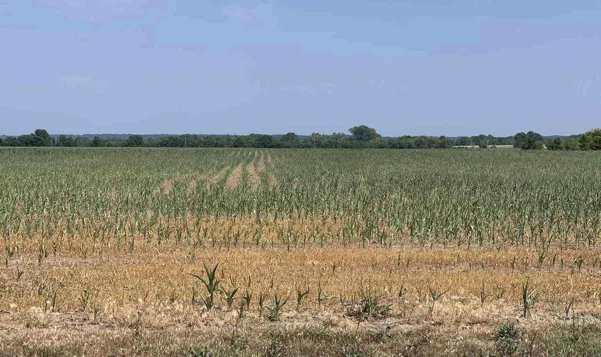 Illinois Farmer Advocates for Targeted Rain Amid Drought Challenges