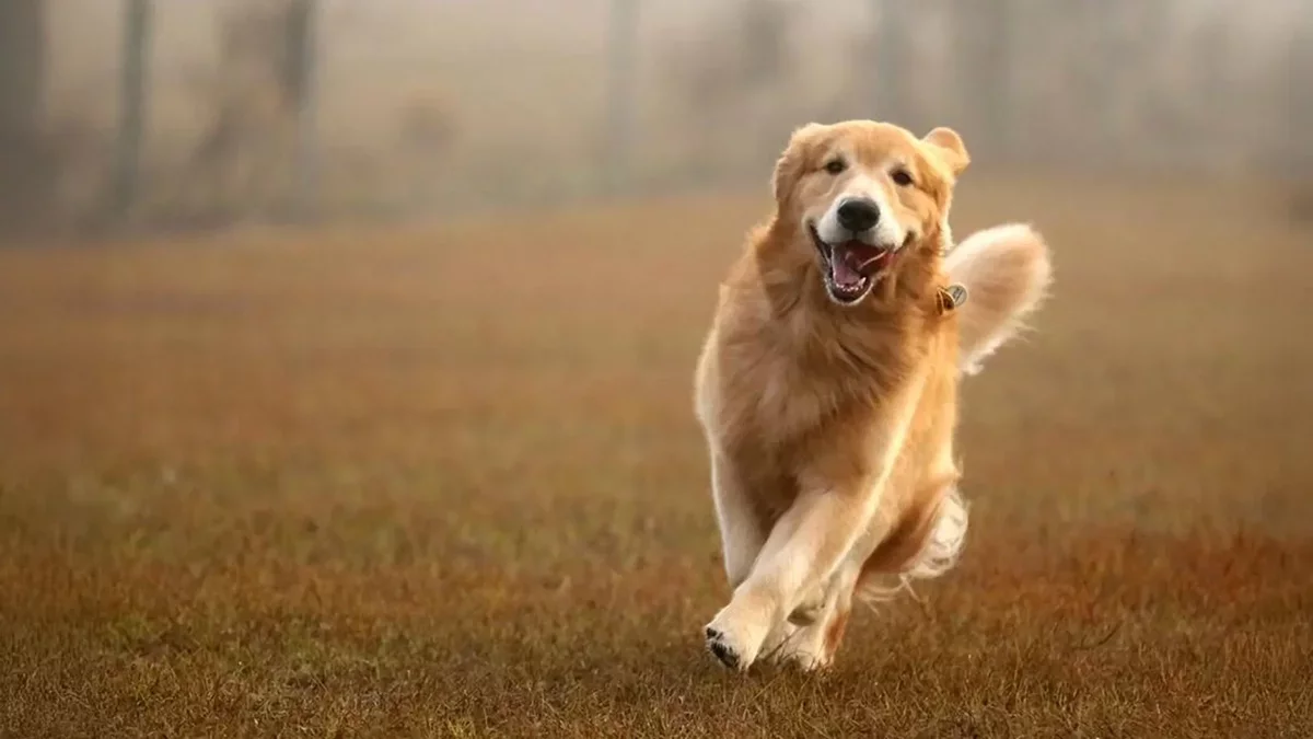 Genetic Insights: Golden Retrievers and Human Emotional Traits
