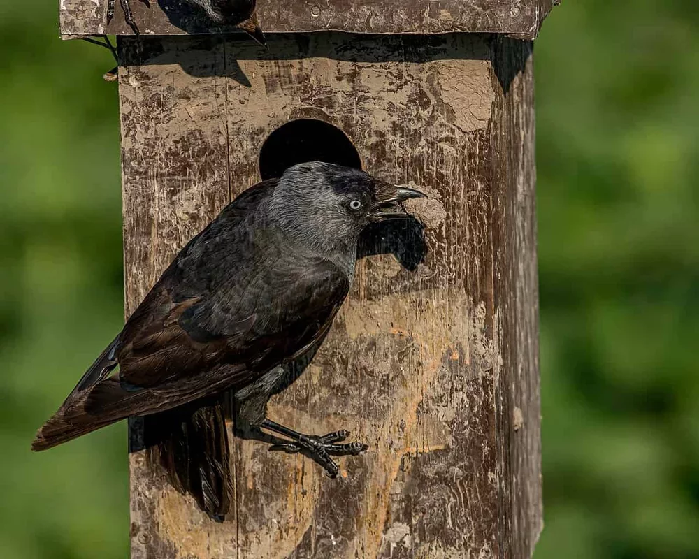 Jackdaw Chicks Master Predator Recognition Through Parental Eavesdropping