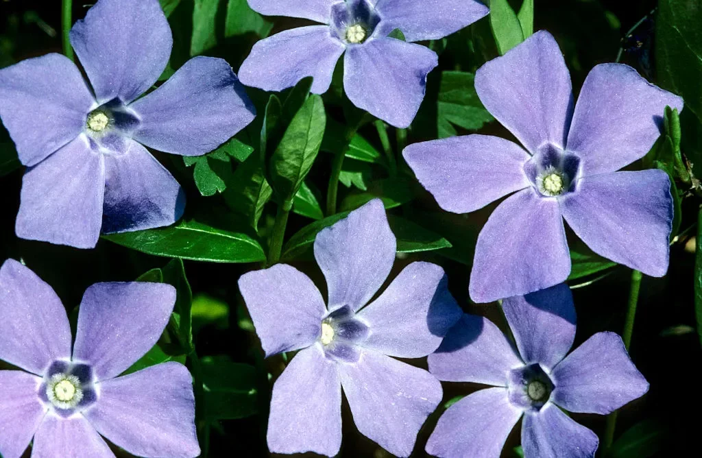 Periwinkle Simplifies Self-Hosted Social Media with Bluesky's AT Protocol