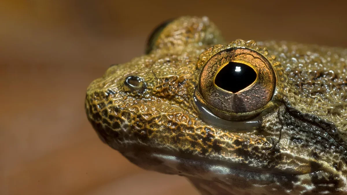 New Species of Borneo's Fanged Frogs Revealed Through Genetic Research