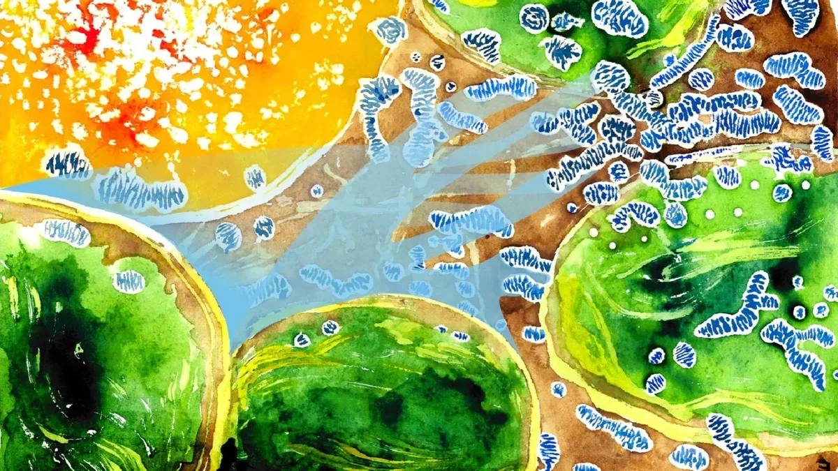 Breakthrough in Plant Biology: Oxygen Dynamics Revealed