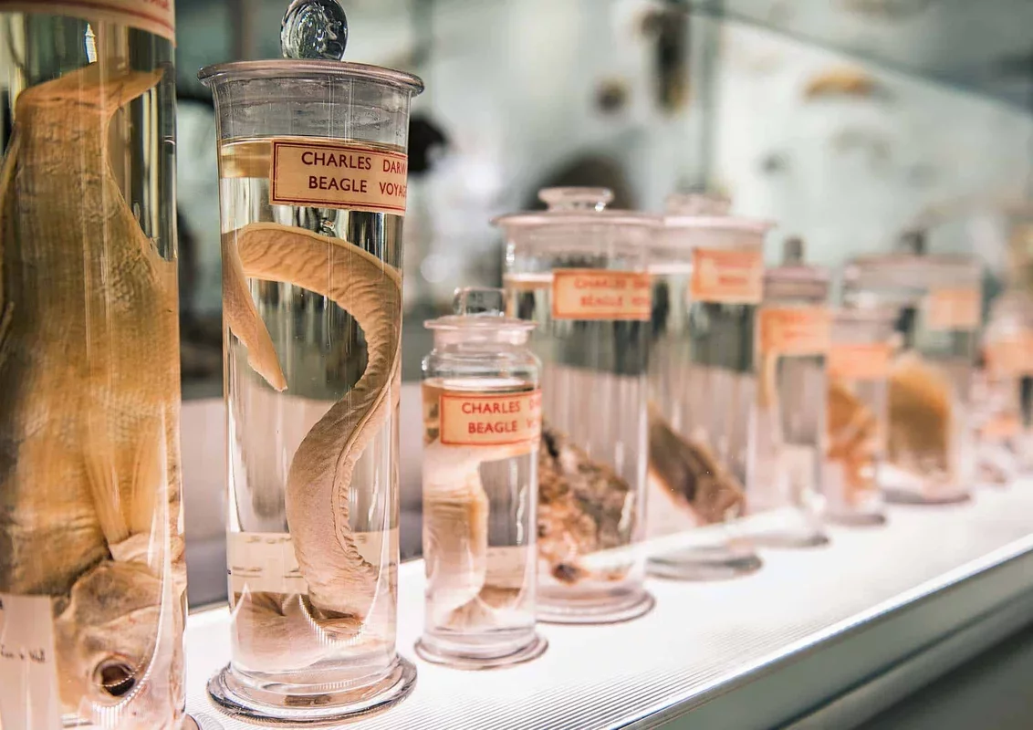 Exploring Charles Darwin's Timeless Specimens: A Legacy of Discovery
