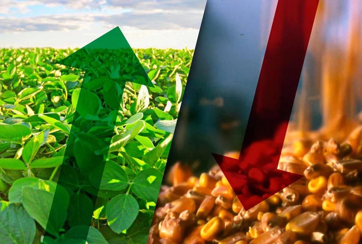 Market Update: Corn and Wheat Prices Decline, Soybeans Rise