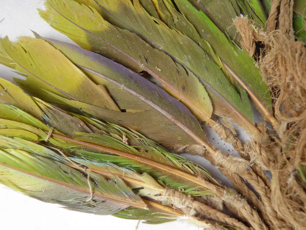 Ancient Trade Routes: Pre-Inca Societies Transported Live Parrots Across the Andes