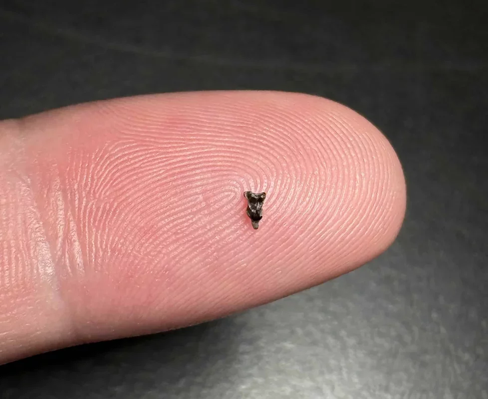 Tiny Primate Ancestor Survived Dinosaur Extinction in Colorado 66 Million Years Ago