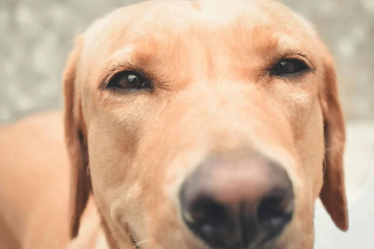 A Labrador's Remarkable Instinct: How One Dog's Behavior Led to a Life-Saving Cancer Diagnosis