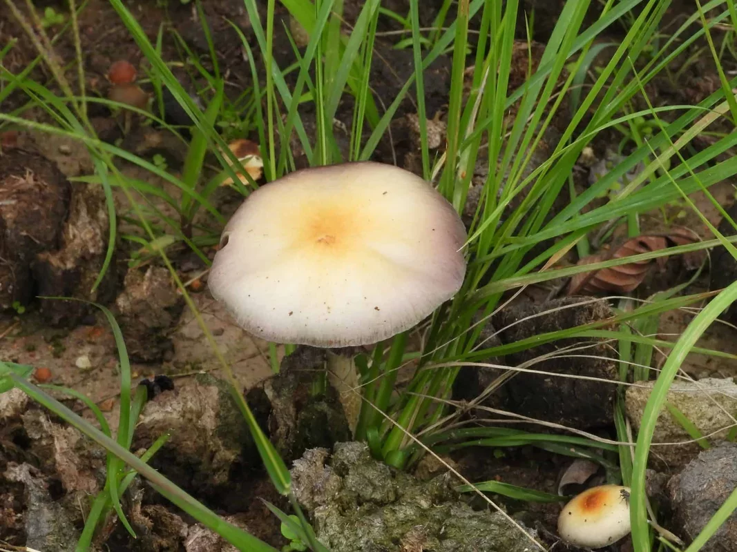 Ancient Roots of Magic Mushrooms Traced Back to Africa