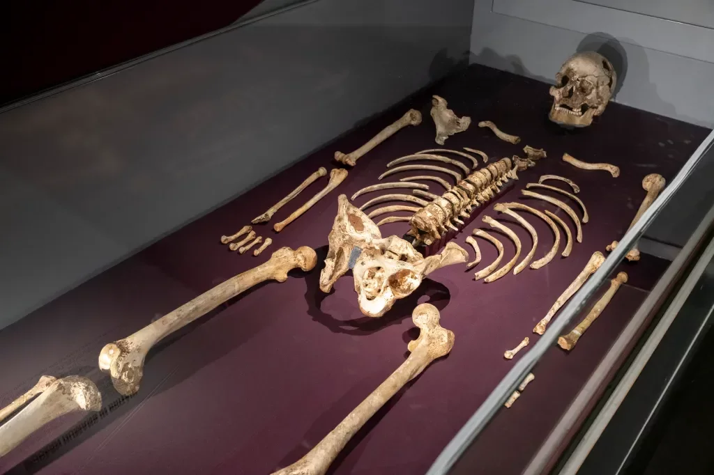 UK Museums Urged to Reassess Collections of Human Remains Amid Ethical Concerns