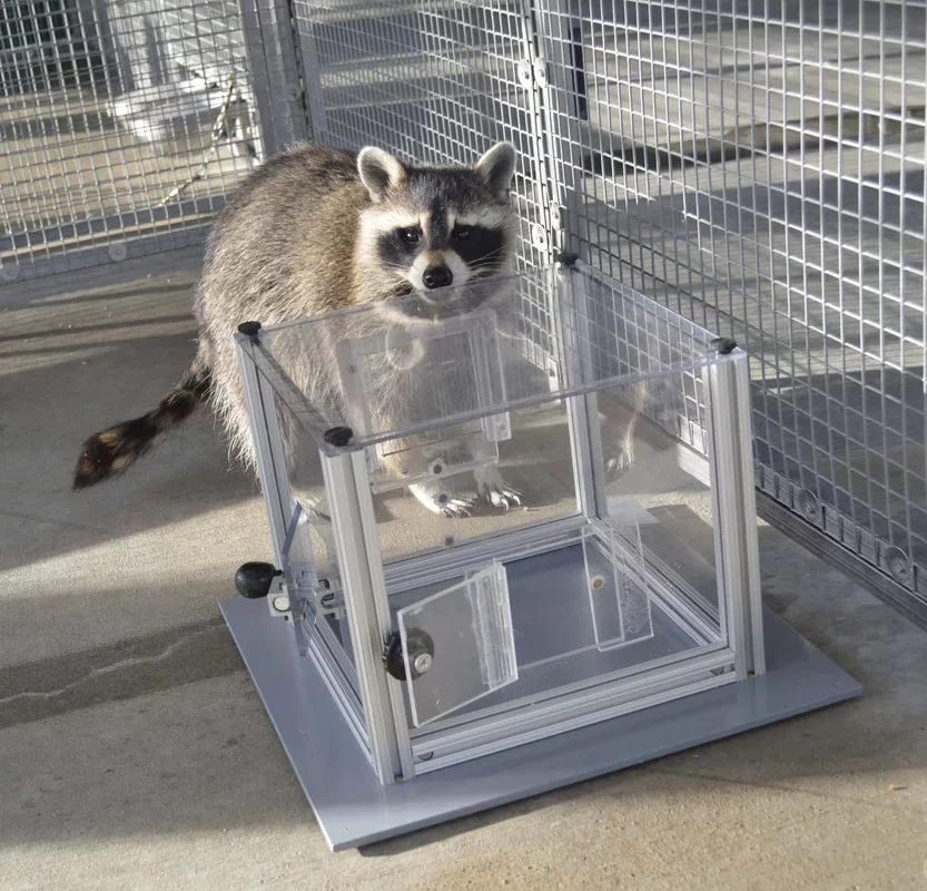 Raccoons Exhibit Persistent Problem-Solving Skills to Gather Information