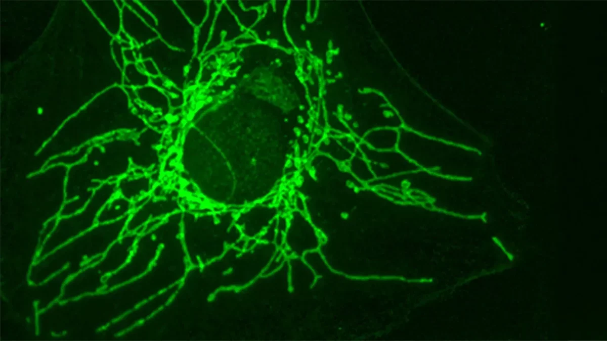 Innovative "Mirror" Molecule Offers New Hope in Cancer Treatment