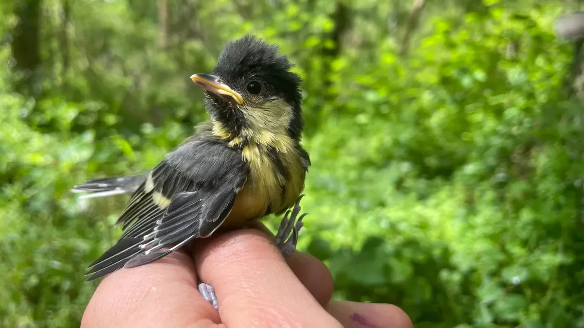 Impact of Extreme Weather on Great Tits: Insights from a 60-Year Study