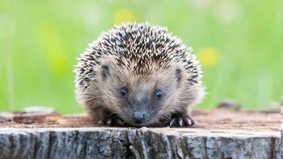 Hedgehogs' Ultrasound Hearing Could Lead to Safer Roads
