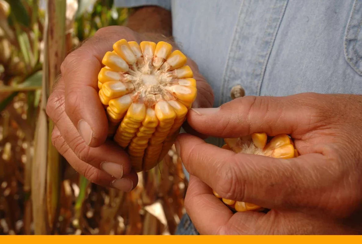 Market Insights: Soybean and Corn Futures Shift Amid Weather Changes