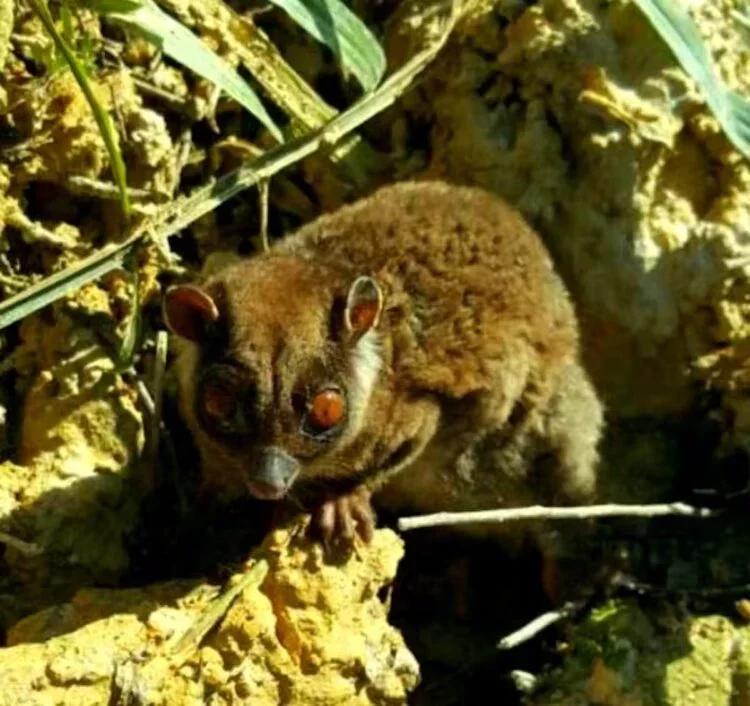 Rediscovery of Two Marsupials Thought Extinct for 6,000 Years in New Guinea