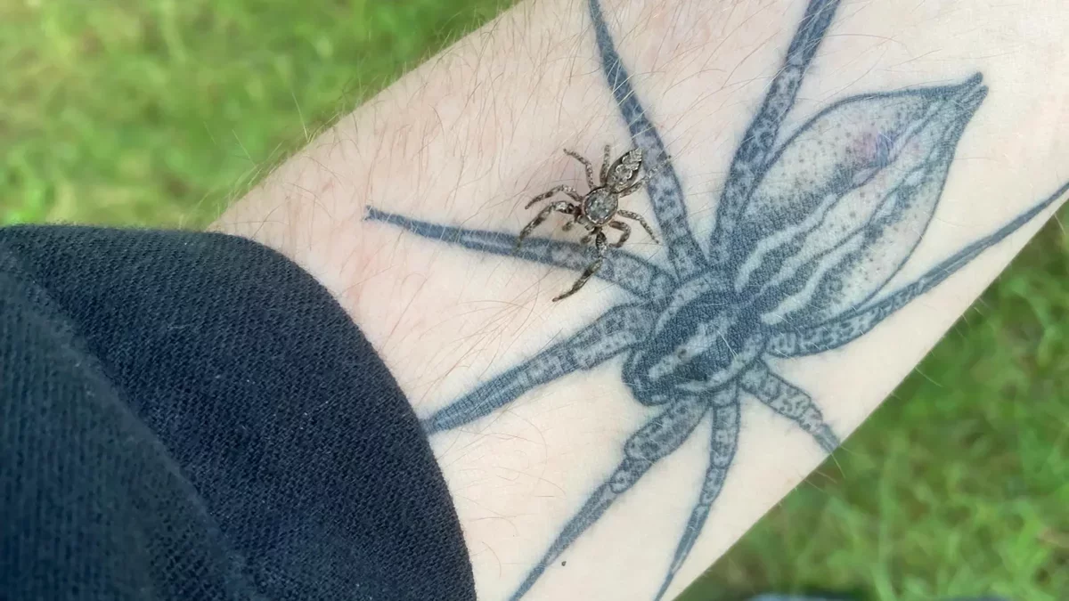 The Hidden Importance of Insects and Arachnids in Conservation Efforts