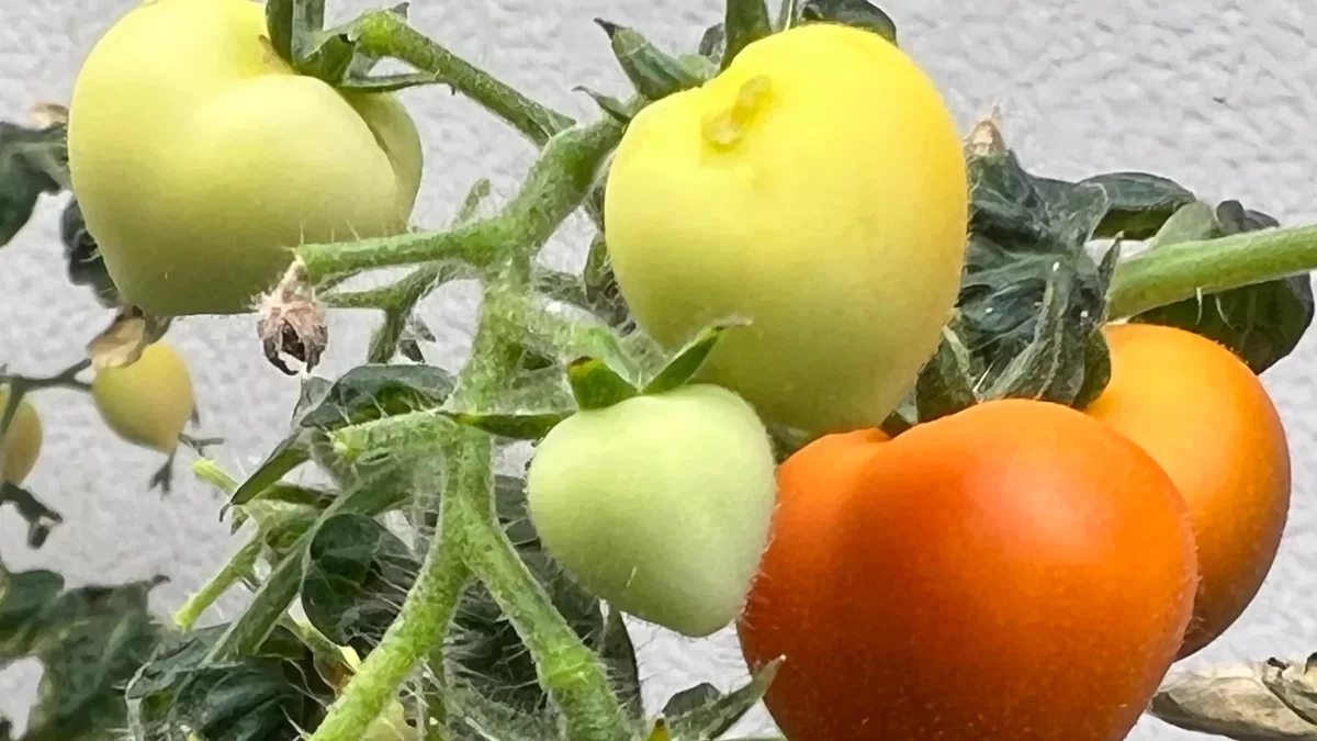 Innovative Study Reveals How Crops Absorb Pharmaceuticals from Wastewater