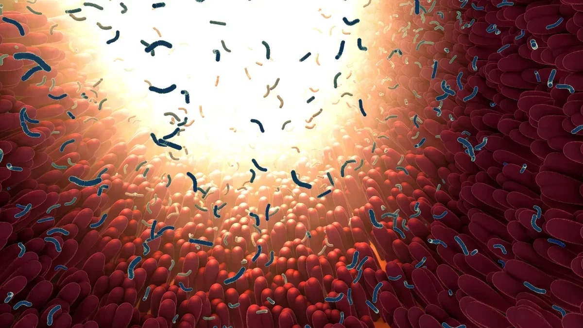 MIT Uncovers Gut Protein That Targets Harmful Bacteria