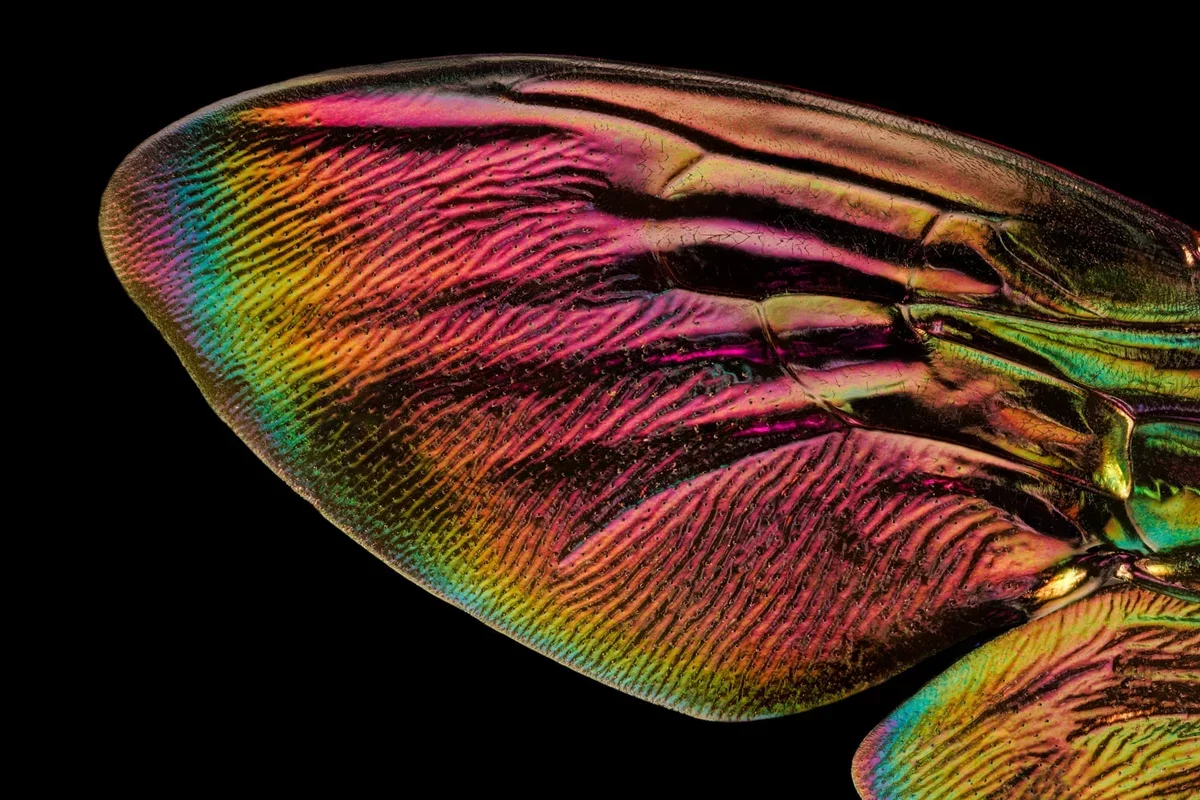 Revolutionary Macro Photography Unveils Insect Wing Wonders by Chris Perani