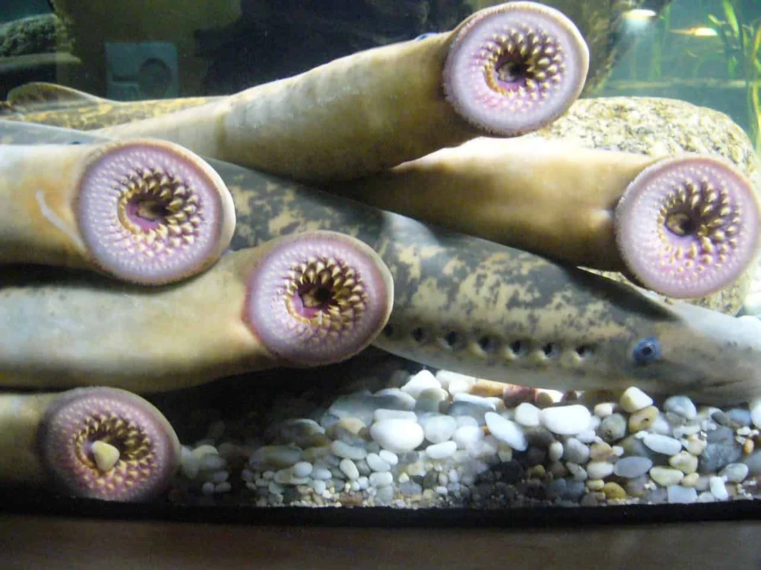 Innovative Lamprey-Inspired Robotic Gripper Achieves Extraordinary Lifting Capability
